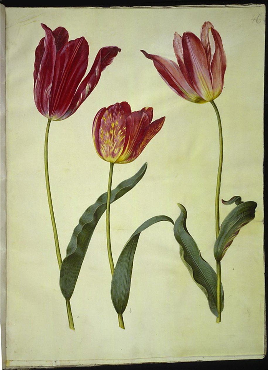 Tulipa gesneriana (tulipan) autorstwa Hans Simon Holtzbecker