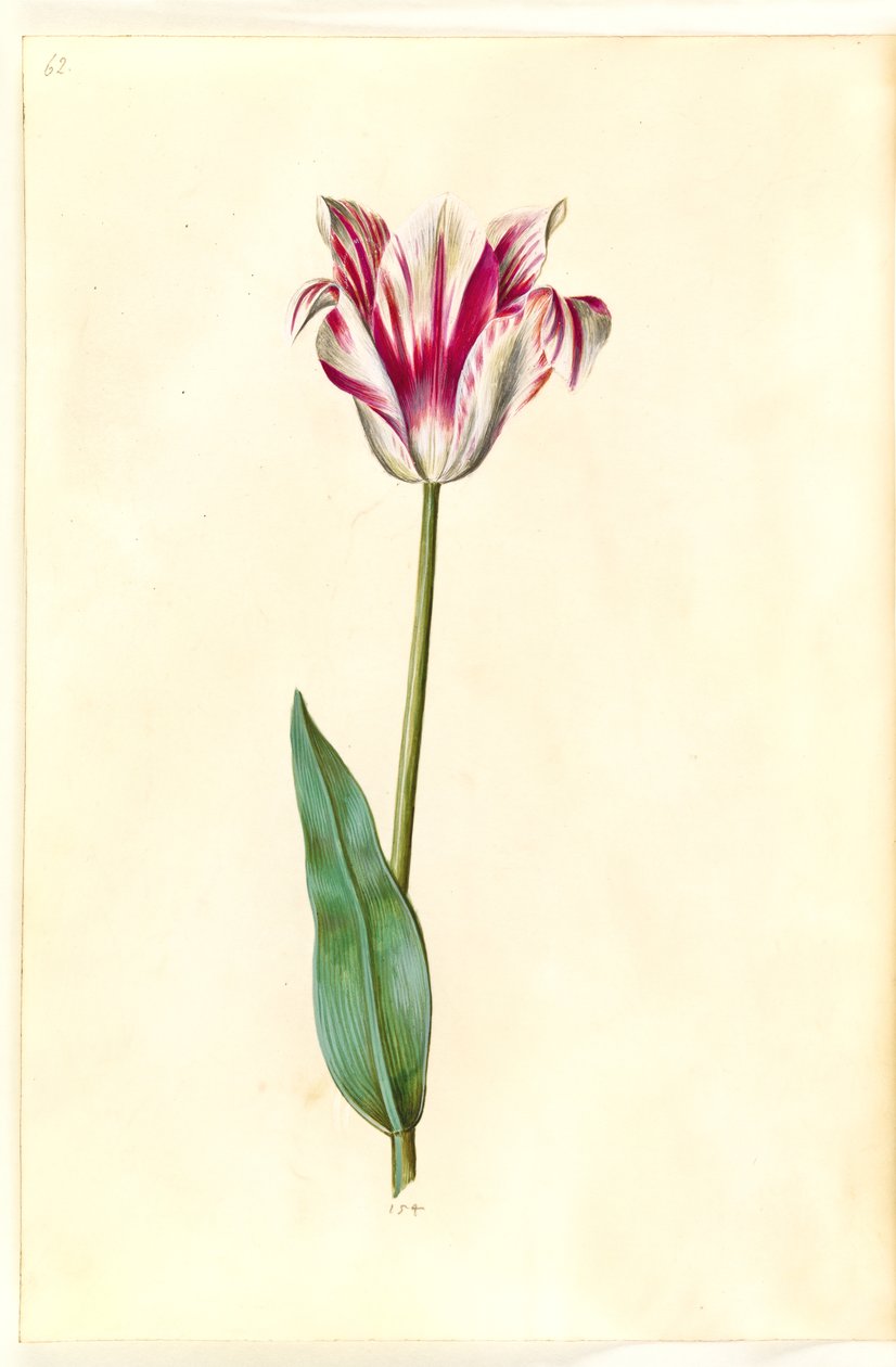 Tulipa gesneriana (tulipan) autorstwa Hans Simon Holtzbecker