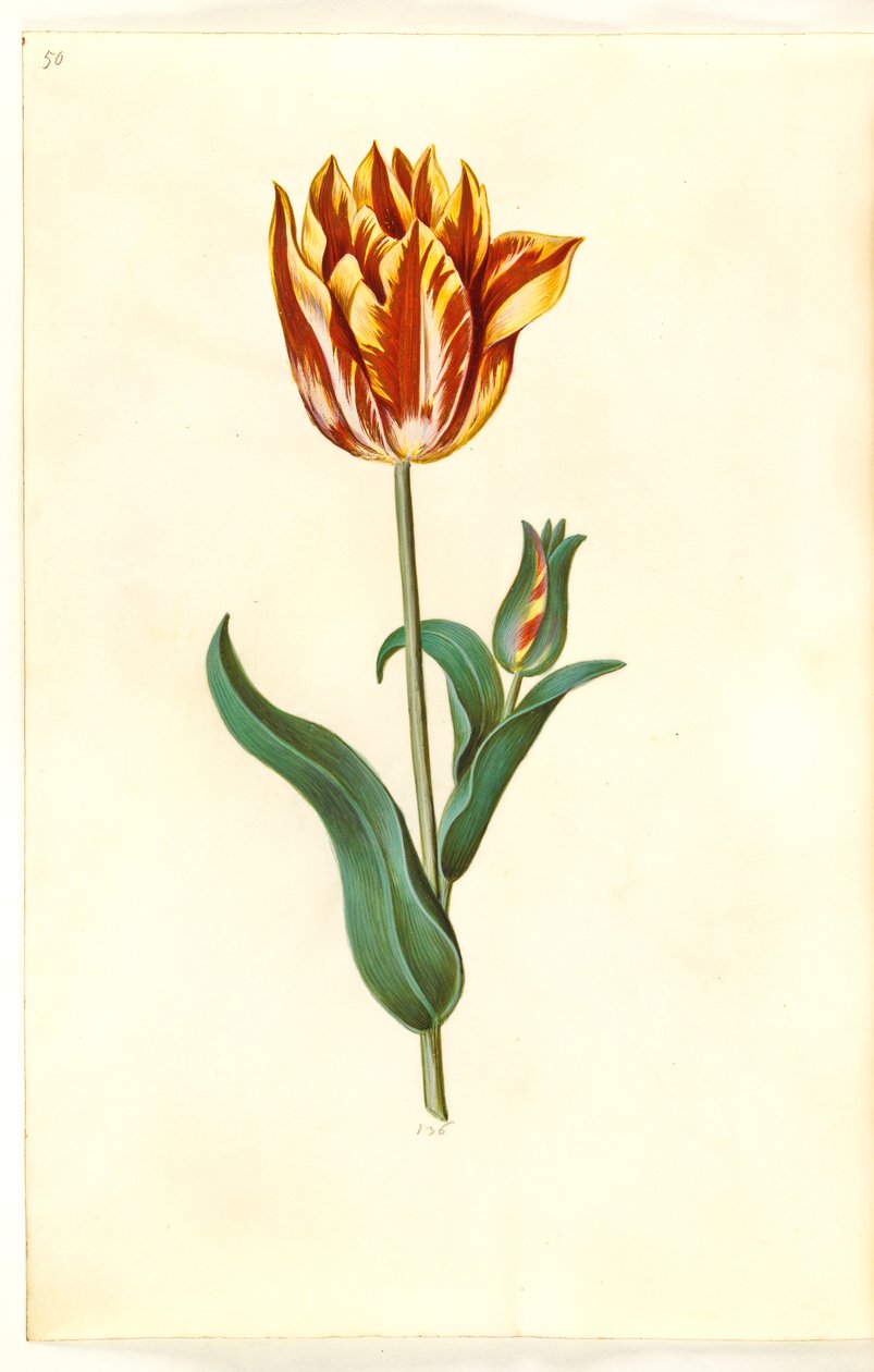 Tulipa gesneriana (tulipan) autorstwa Hans Simon Holtzbecker