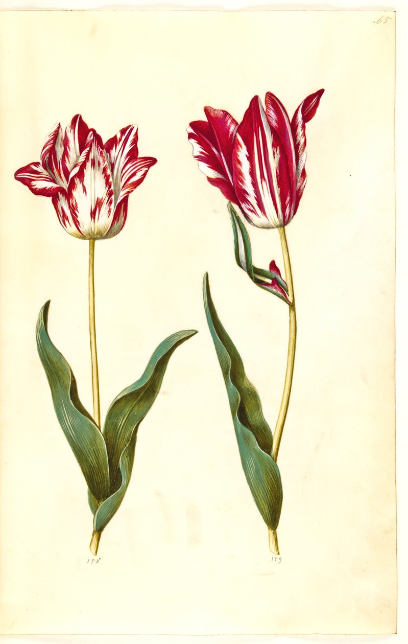 Tulipa gesneriana (tulipan) autorstwa Hans Simon Holtzbecker
