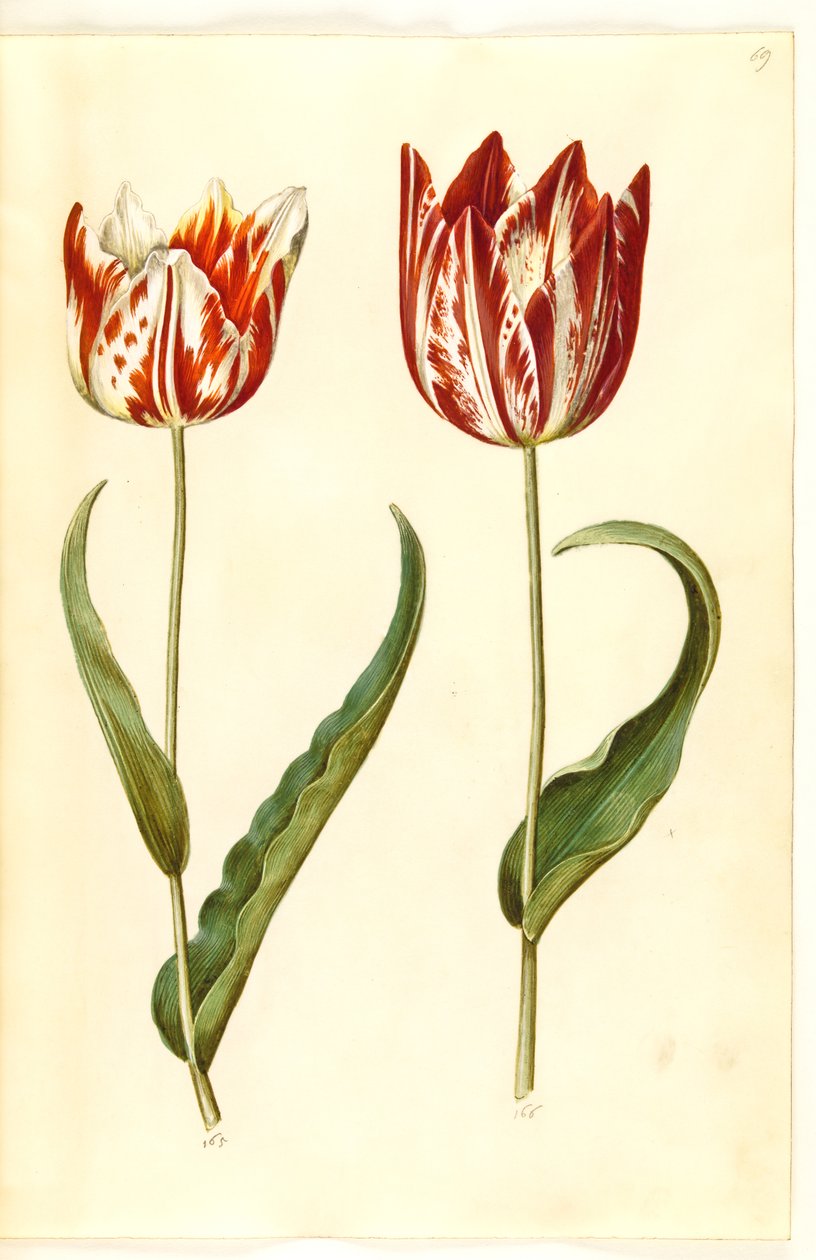 Tulipa gesneriana (tulipan) autorstwa Hans Simon Holtzbecker