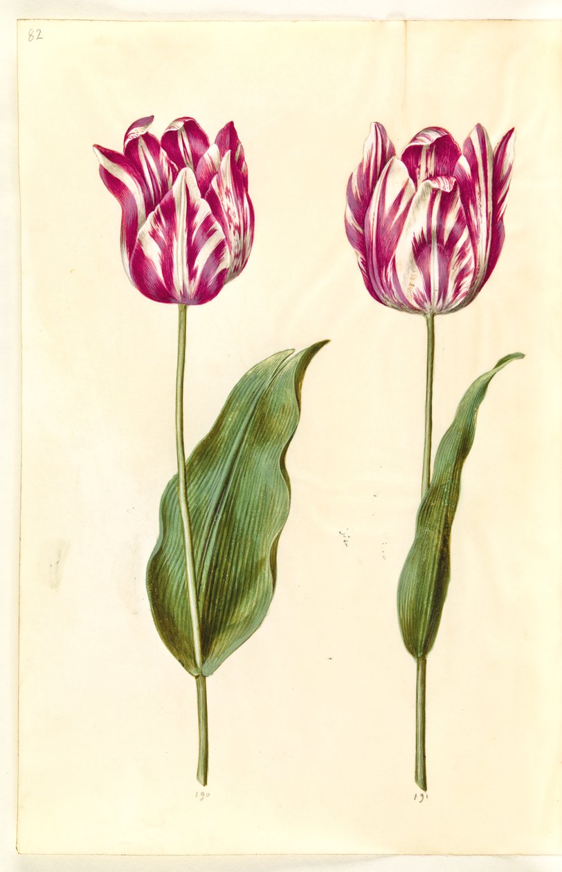 Tulipa gesneriana (tulipan) autorstwa Hans Simon Holtzbecker