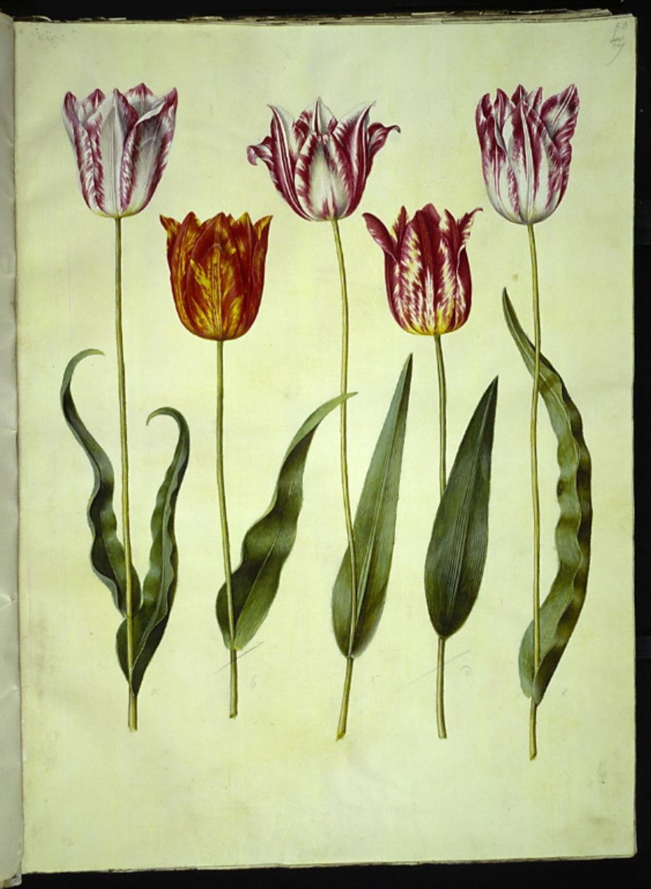 Tulipa gesneriana (tulipan) autorstwa Hans Simon Holtzbecker