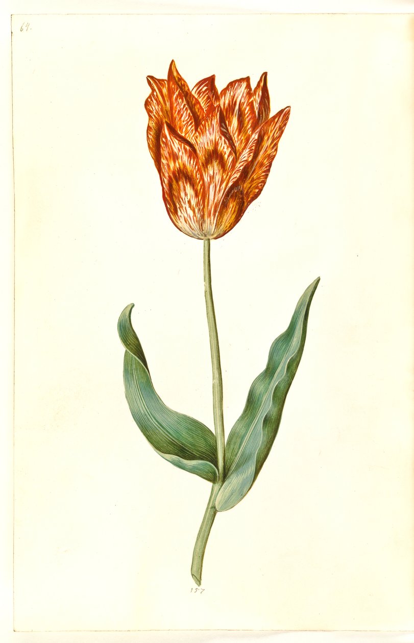 Tulipa gesneriana (tulipan) autorstwa Hans Simon Holtzbecker