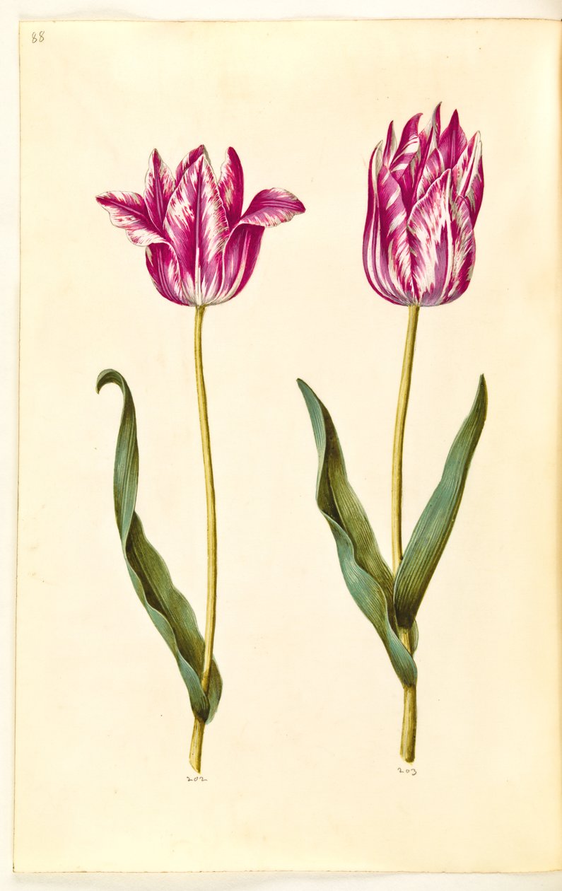 Tulipa gesneriana (tulipan) autorstwa Hans Simon Holtzbecker