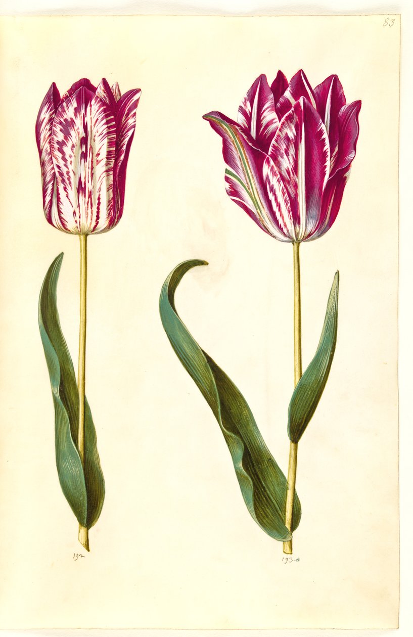 Tulipa gesneriana (tulipan) autorstwa Hans Simon Holtzbecker