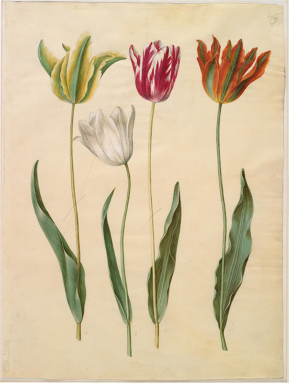 Tulipa gesneriana (tulipan) autorstwa Hans Simon Holtzbecker