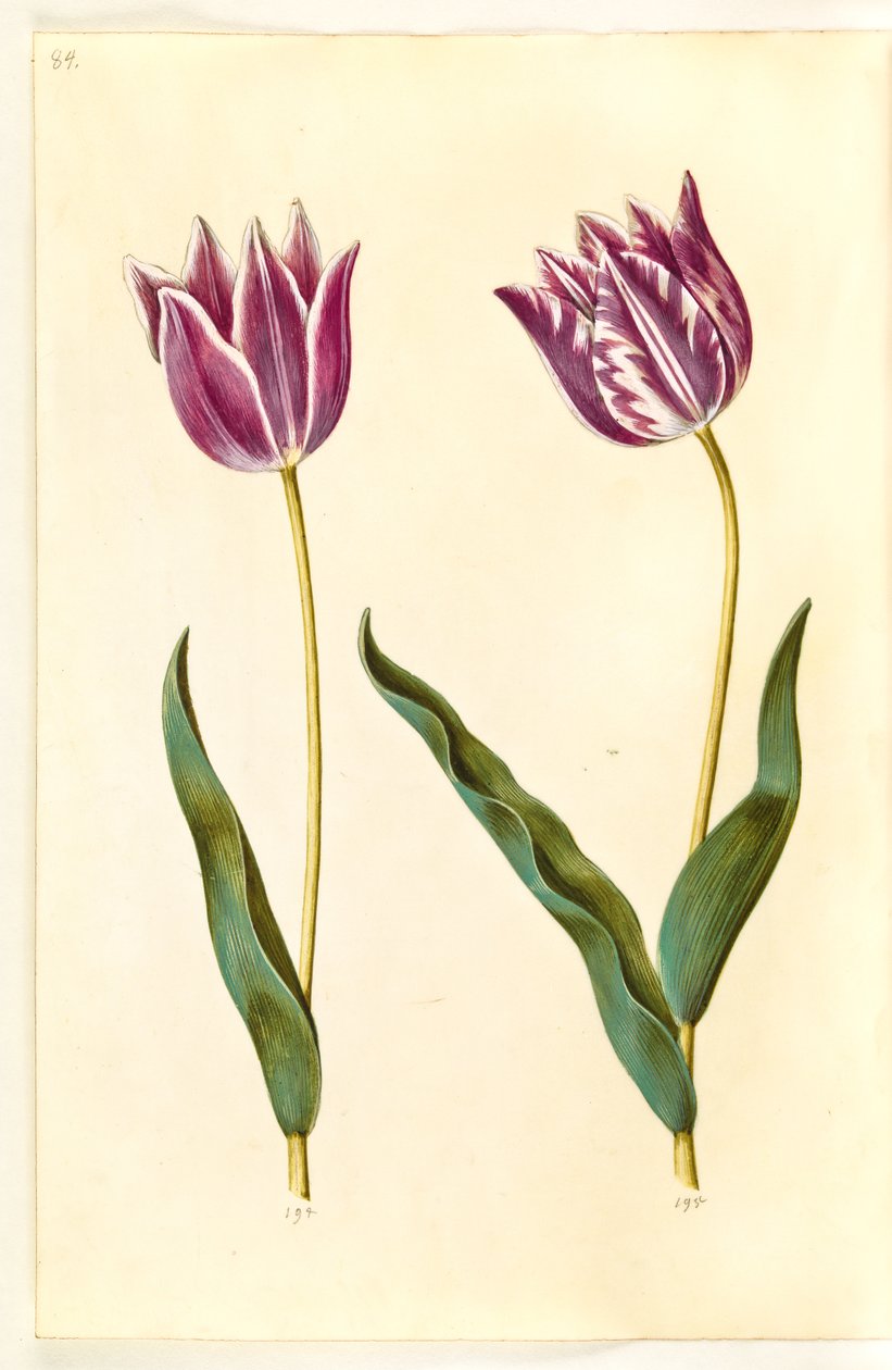 Tulipa gesneriana (tulipan) autorstwa Hans Simon Holtzbecker
