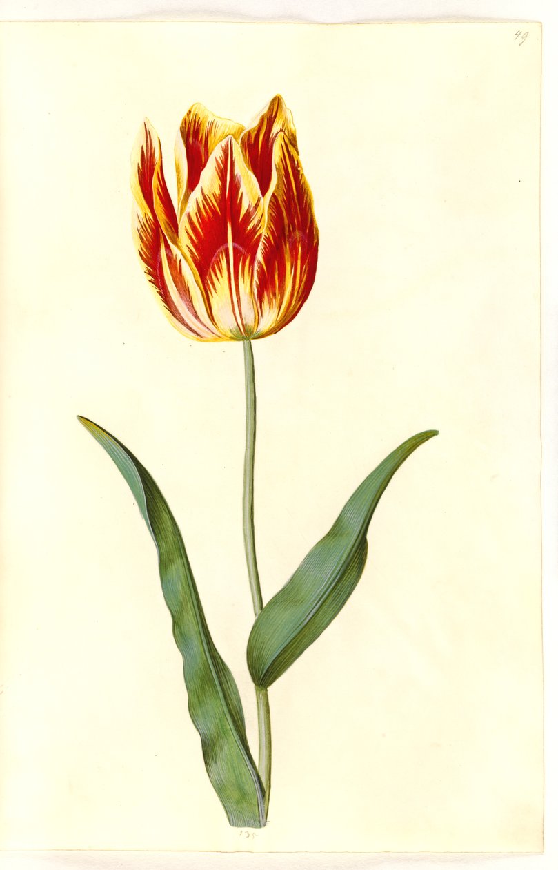 Tulipa gesneriana (tulipan) autorstwa Hans Simon Holtzbecker