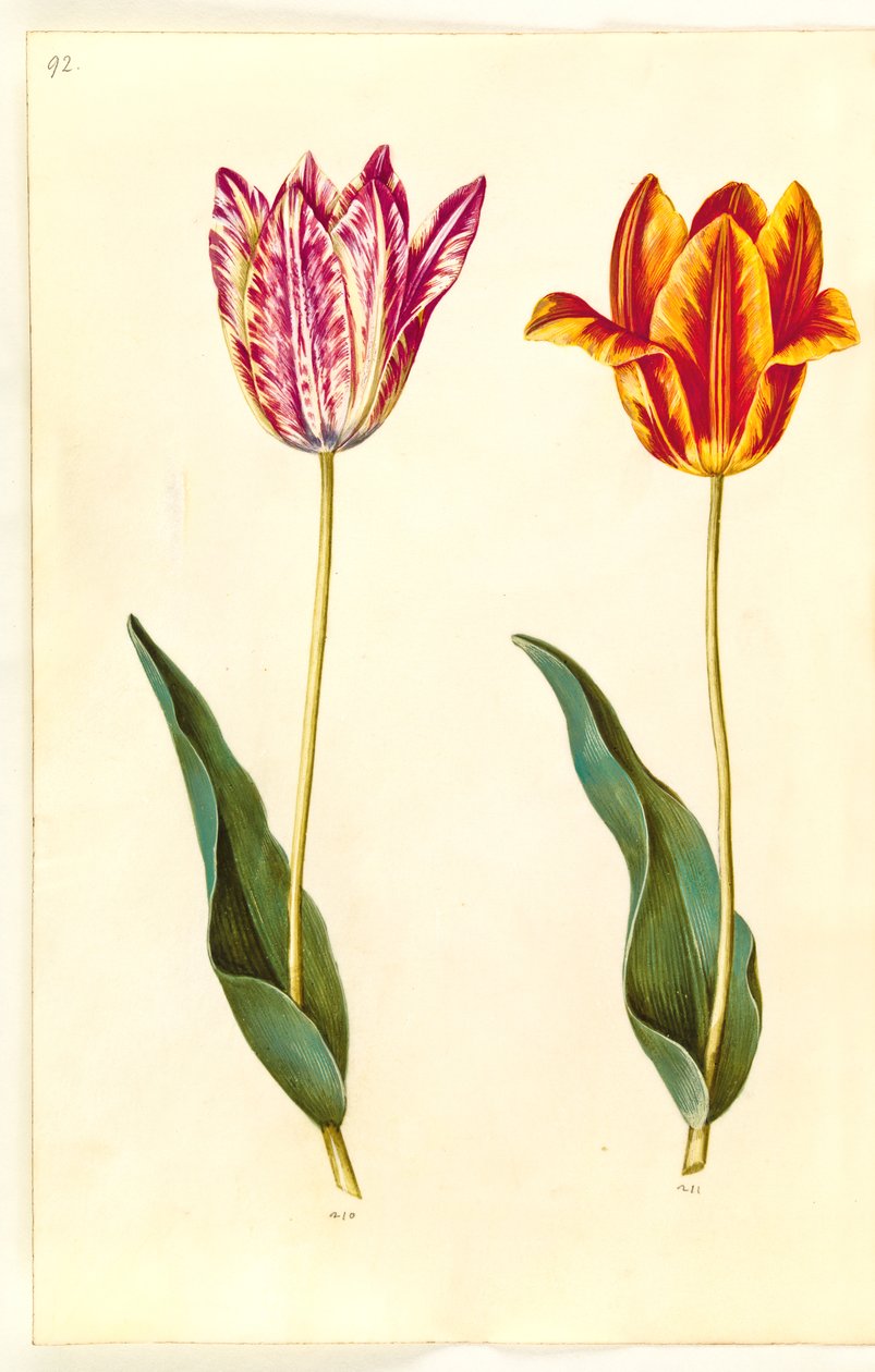 Tulipa gesneriana (tulipan) autorstwa Hans Simon Holtzbecker