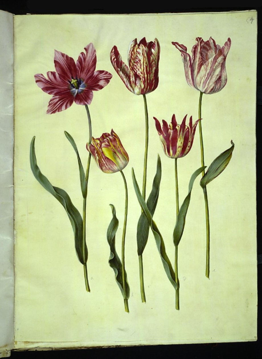 Tulipa gesneriana (tulipan) autorstwa Hans Simon Holtzbecker