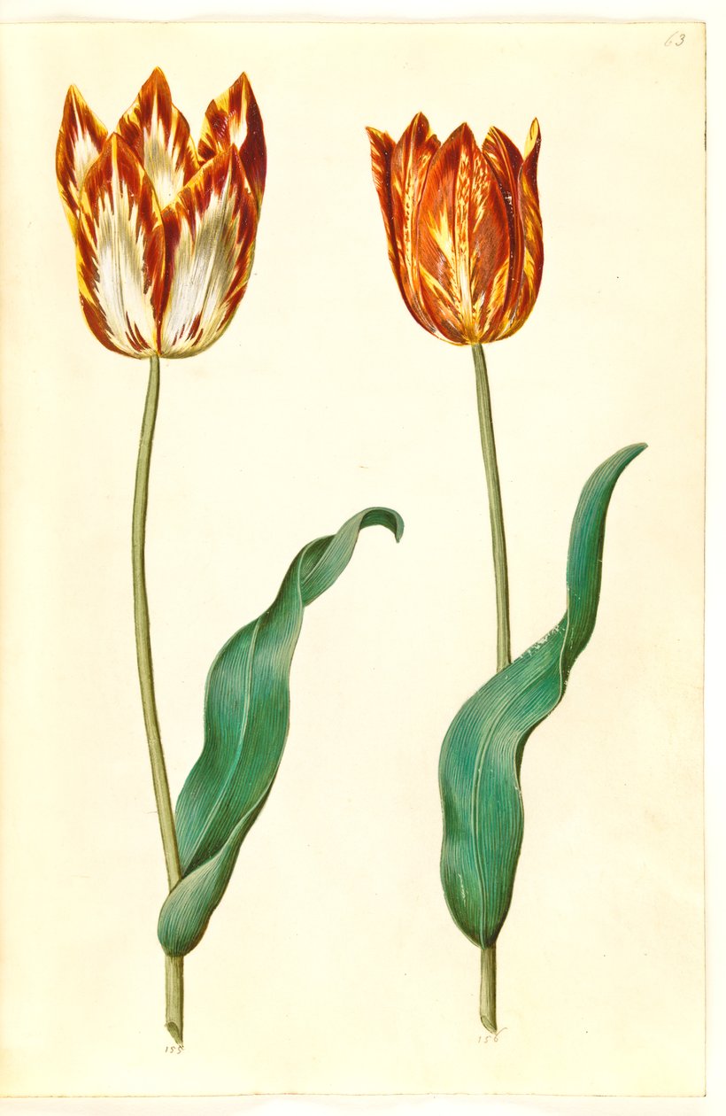 Tulipa gesneriana (tulipan) autorstwa Hans Simon Holtzbecker
