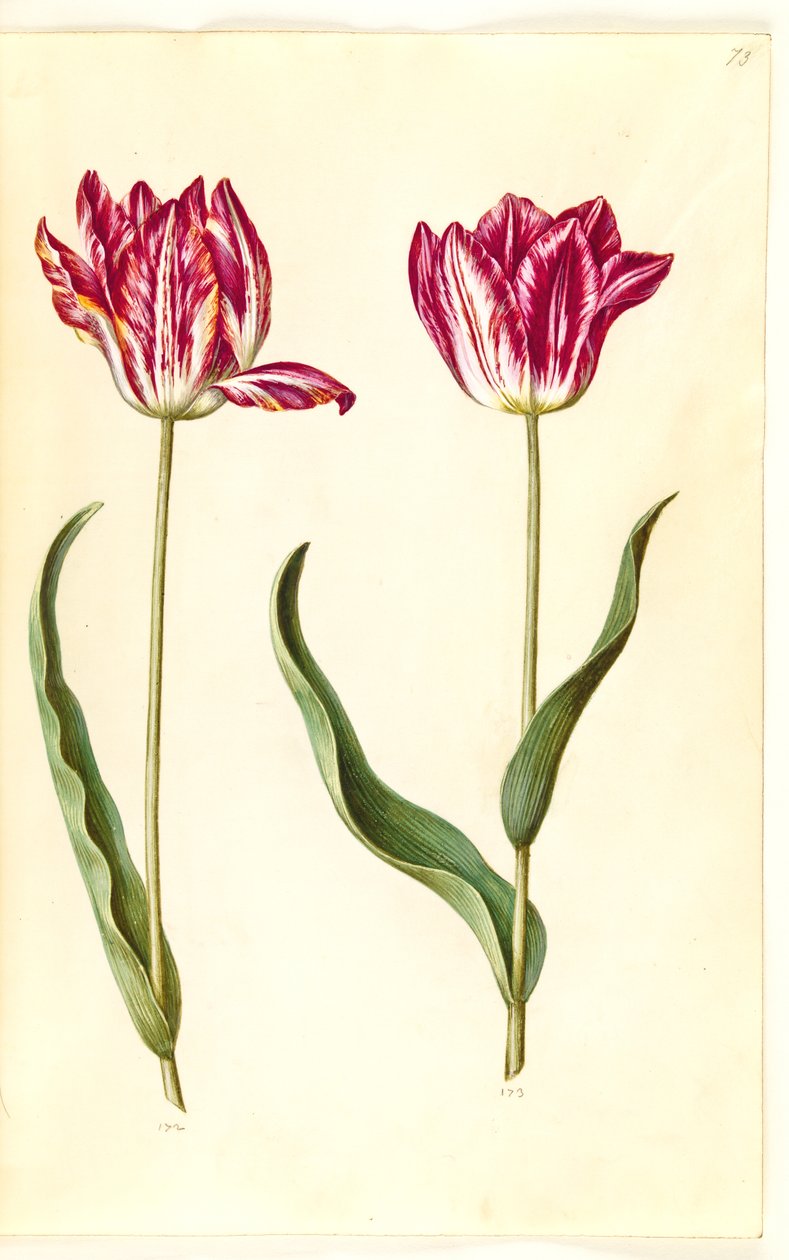Tulipa gesneriana (tulipan) autorstwa Hans Simon Holtzbecker