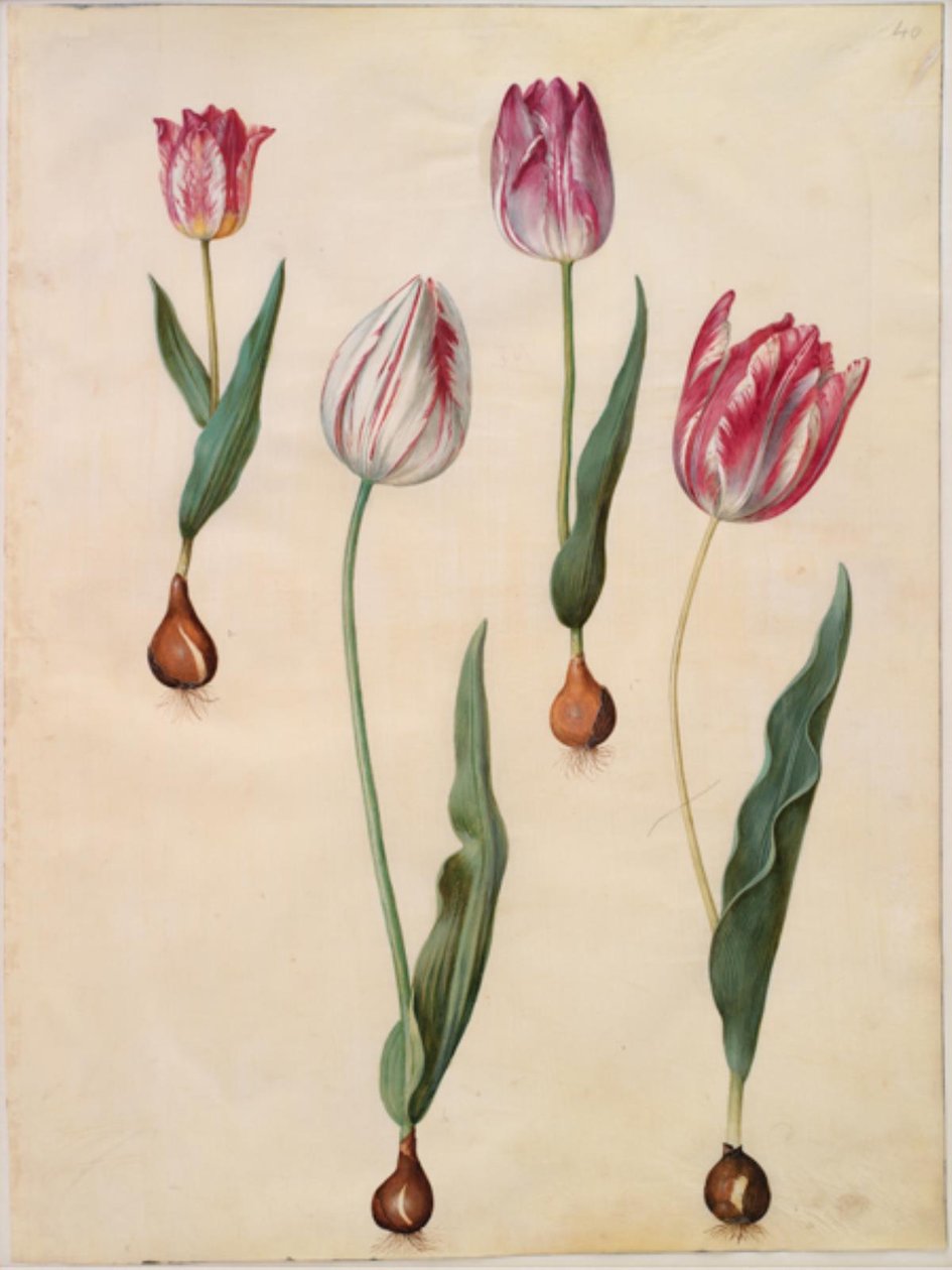 Tulipa gesneriana (tulipan) autorstwa Hans Simon Holtzbecker