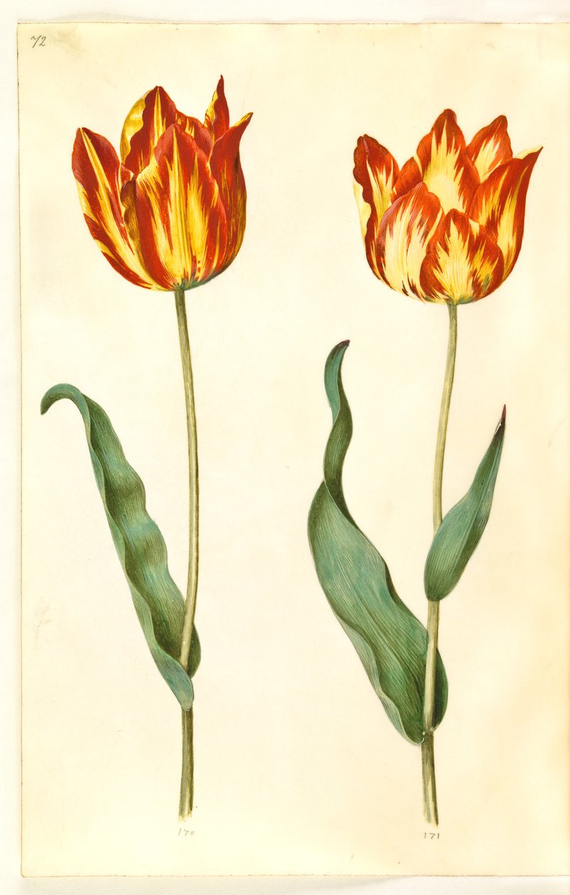 Tulipa gesneriana (tulipan) autorstwa Hans Simon Holtzbecker