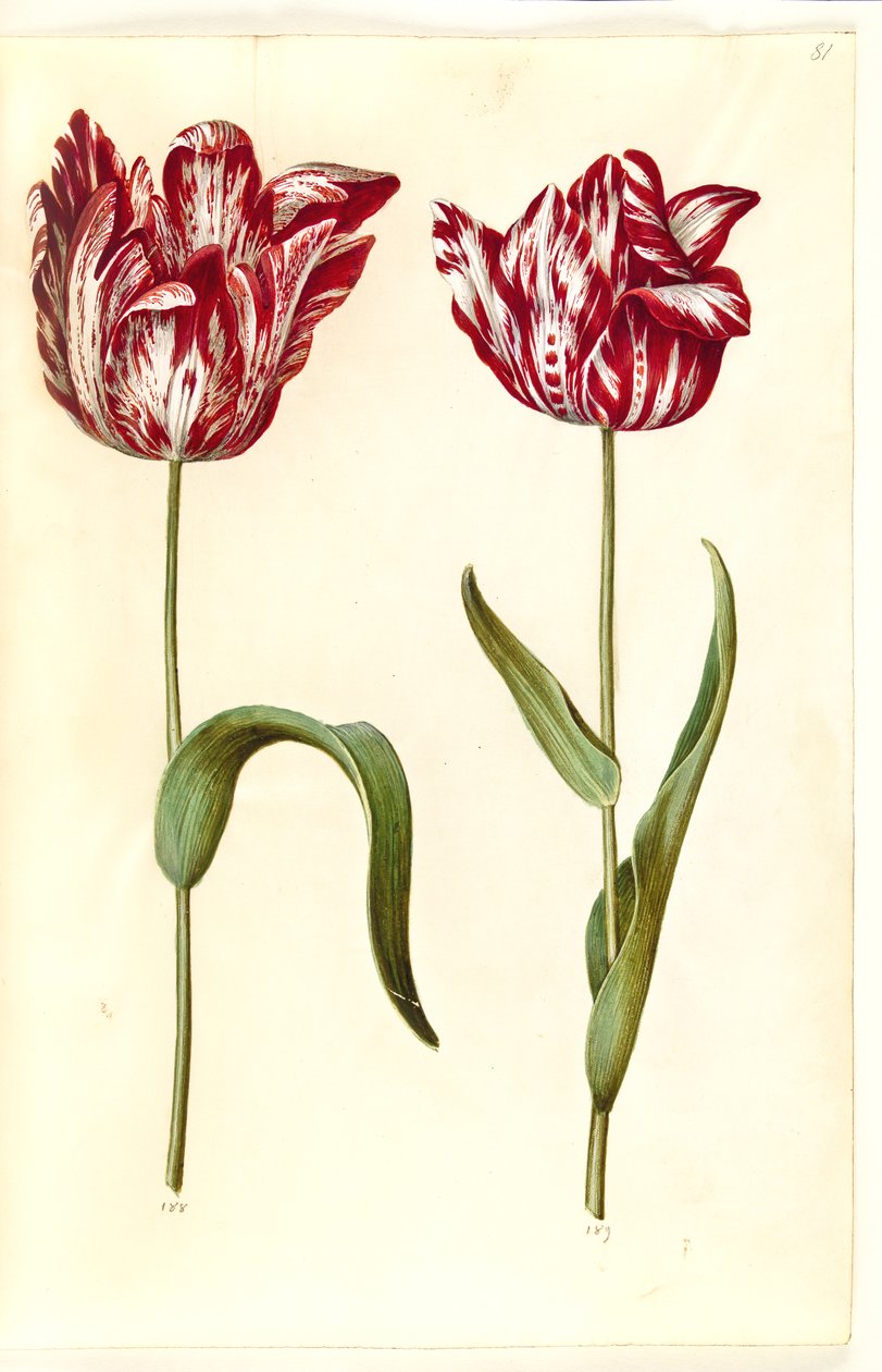 Tulipa gesneriana (tulipan) autorstwa Hans Simon Holtzbecker