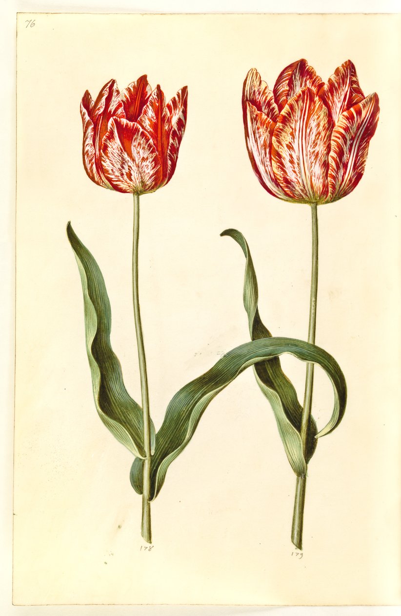Tulipa gesneriana (tulipan) autorstwa Hans Simon Holtzbecker