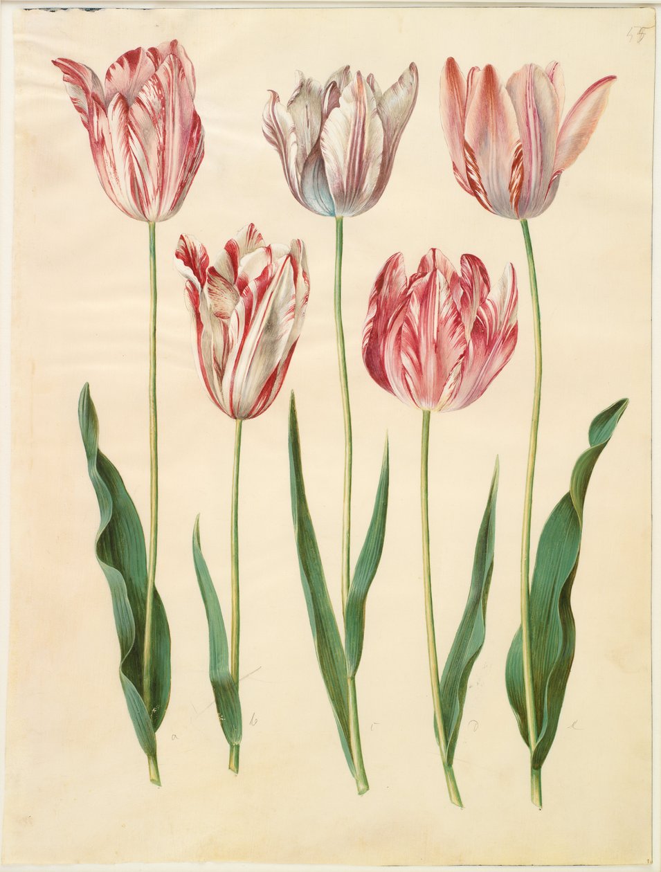 Tulipa gesneriana autorstwa Hans Simon Holtzbecker