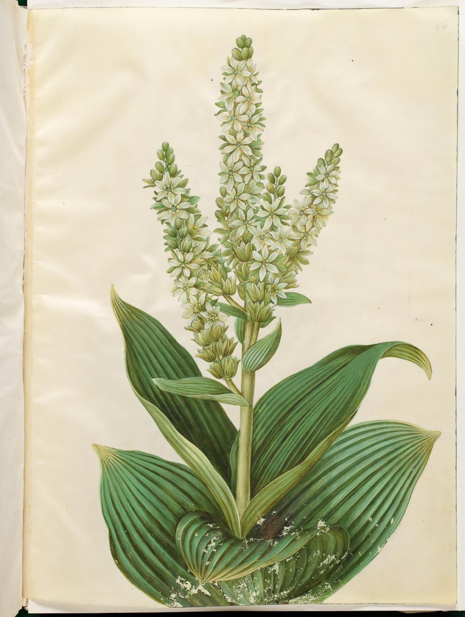 Album Veratrum (biały składany liść) autorstwa Hans Simon Holtzbecker