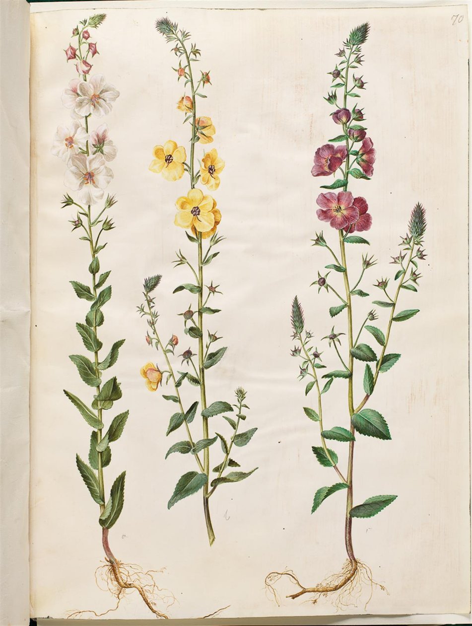 Verbascum blattaria (klase-kongelys); Fenicki verbascum (fioletowy-congelys) autorstwa Hans Simon Holtzbecker