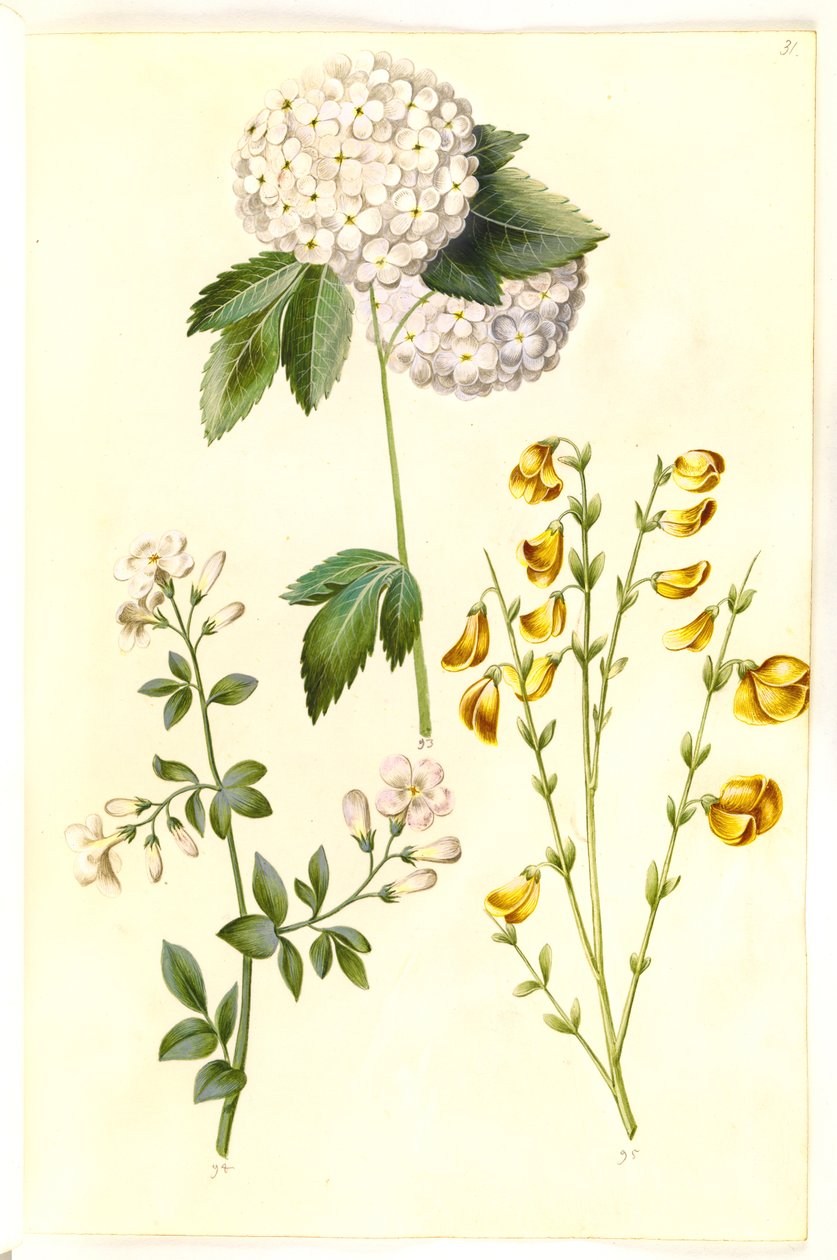 Viburnum opulus (pospolita kula śnieżna); Jasminum officinale (Jaśmin); Cytisus scoparius (miotła pospolita) autorstwa Hans Simon Holtzbecker