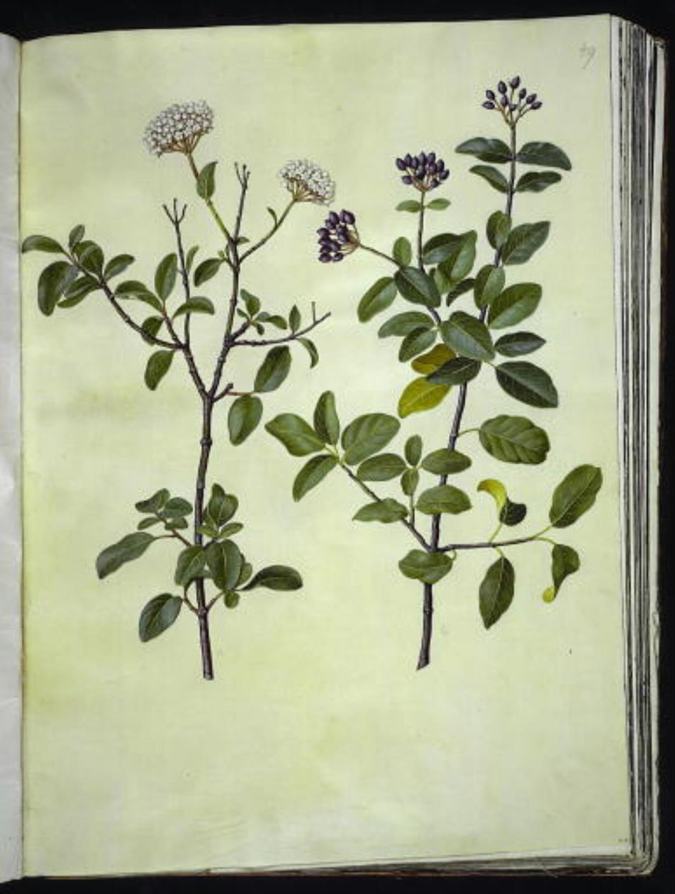 Kalina tinus (zimowa kula śnieżna) autorstwa Hans Simon Holtzbecker