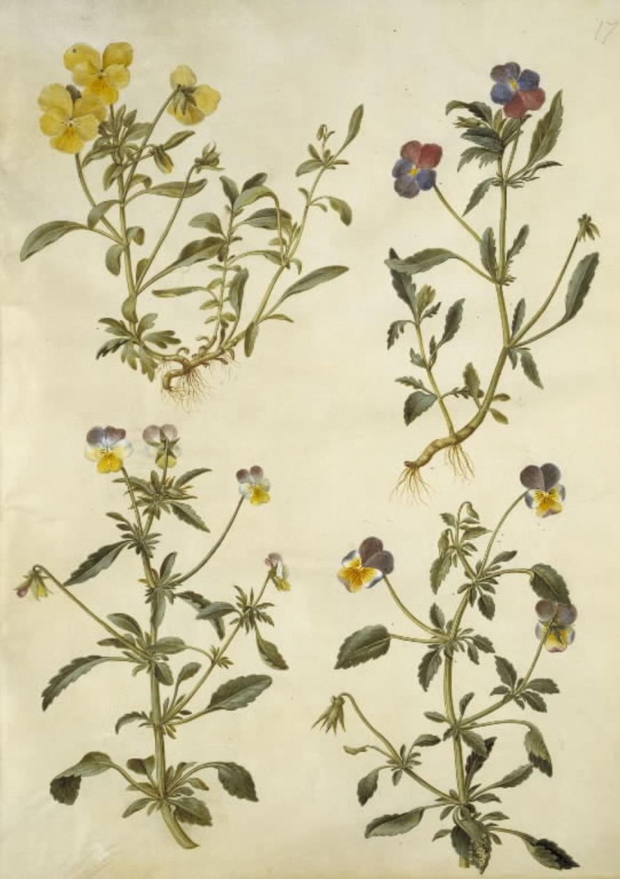Viola cornuta (róg-fiolet); Viola tricolor (bratek pospolity) autorstwa Hans Simon Holtzbecker