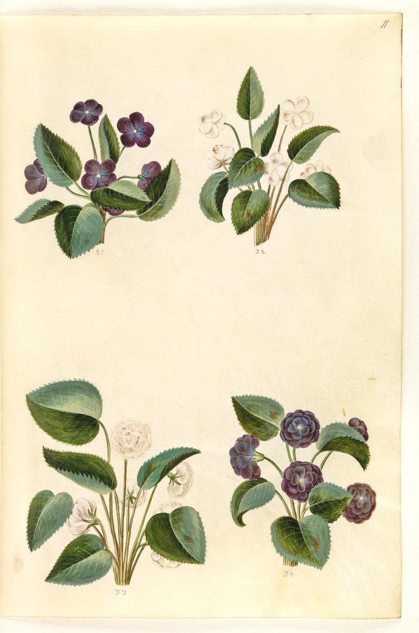 Altówka zapachowa (marts-viola) autorstwa Hans Simon Holtzbecker