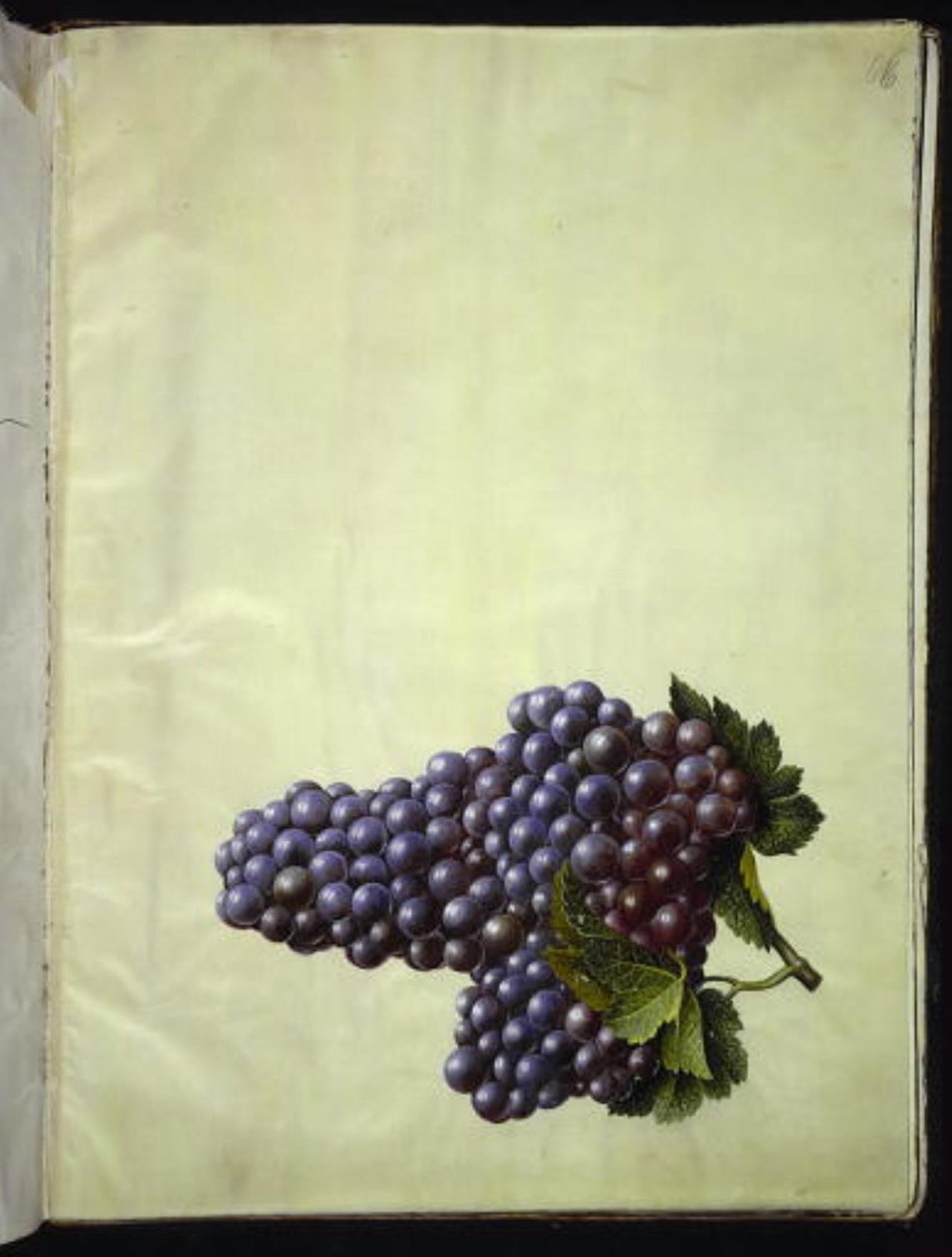 Vitis vinifera (wino zwyczajne) autorstwa Hans Simon Holtzbecker
