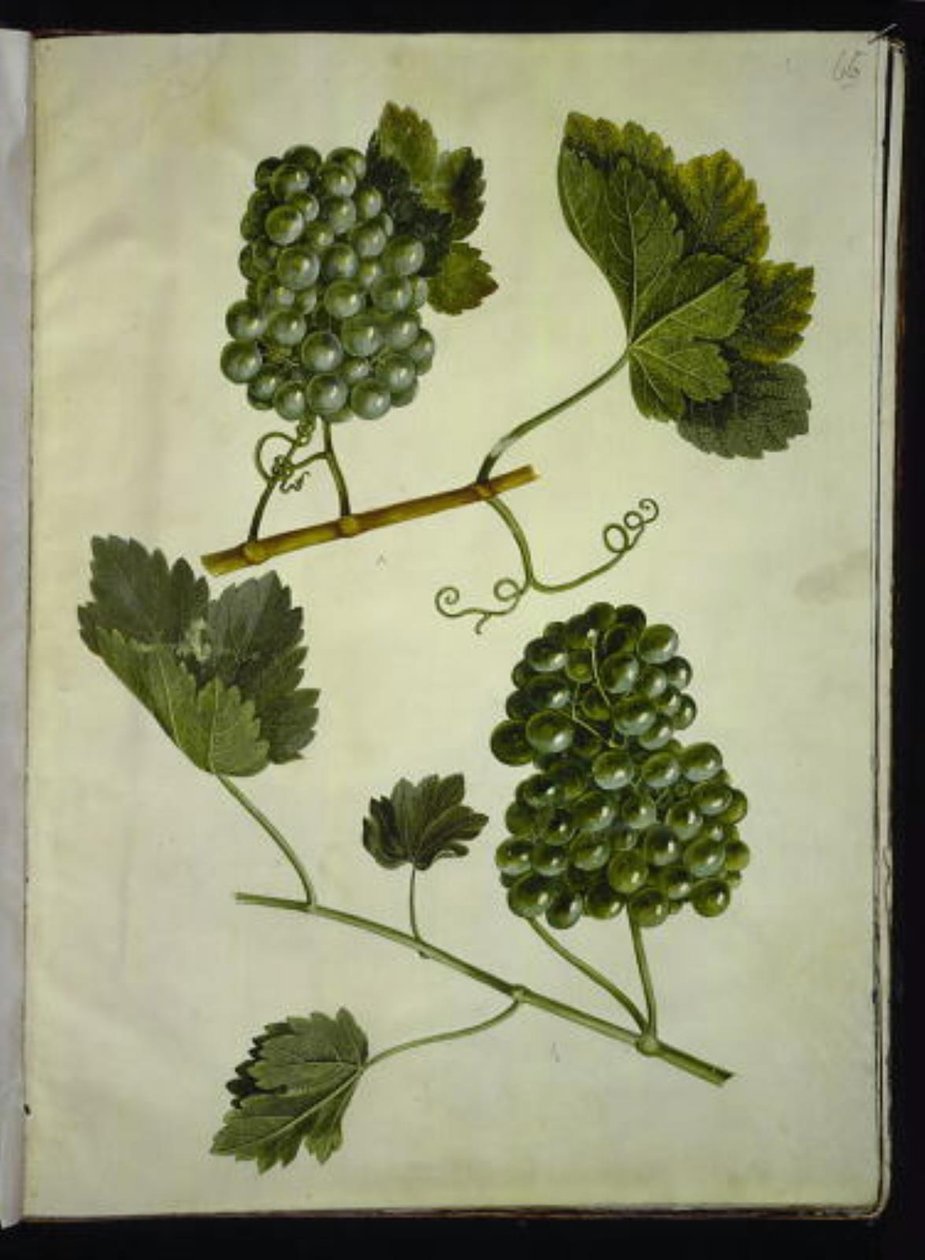Vitis vinifera (wino zwyczajne) autorstwa Hans Simon Holtzbecker