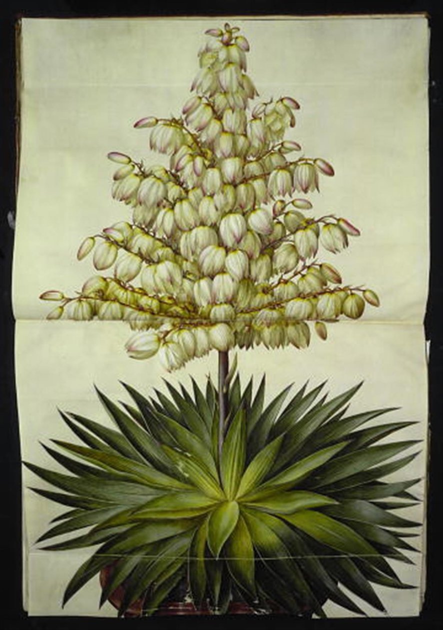 Yucca gloriosa (przepiękna lilia palmowa) autorstwa Hans Simon Holtzbecker