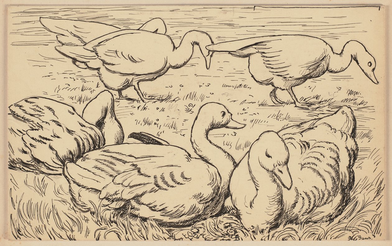 Rysunek do podręcznika: Gęś autorstwa Hans Thoma