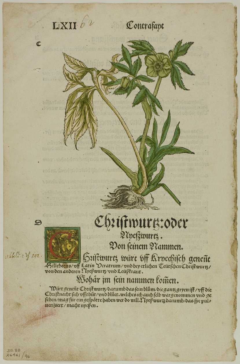 Christwurz (Ciemiernik) z Herbarium (Kräuterbuch), płyta 96 z drzeworytów z ksiąg XVI w. autorstwa Hans Weiditz, II