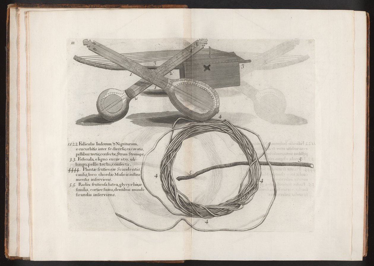 Ilustracja z podróży na wyspę Madera, Barbados...Vol.2, 1815 autorstwa Hans after Sloane