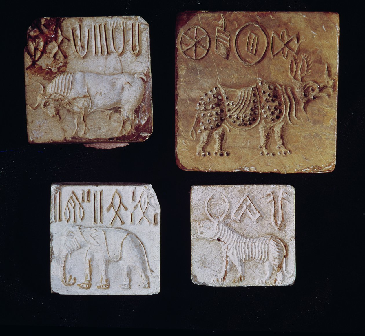 Cztery pieczęcie przedstawiające byka, nosorożca, słonia i tygrysa z symbolami piktograficznymi, z doliny Indusu, Pakistan, 3000-1500 p.n.e. autorstwa Harappan