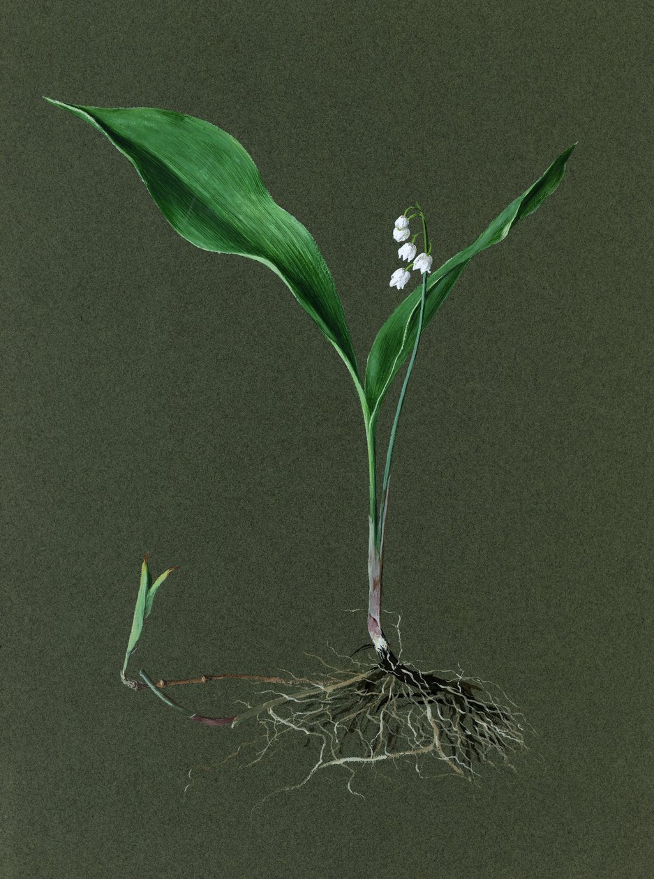 Convallaria Majalis Konwalia, c1870-1 autorstwa Harold Drinkwater