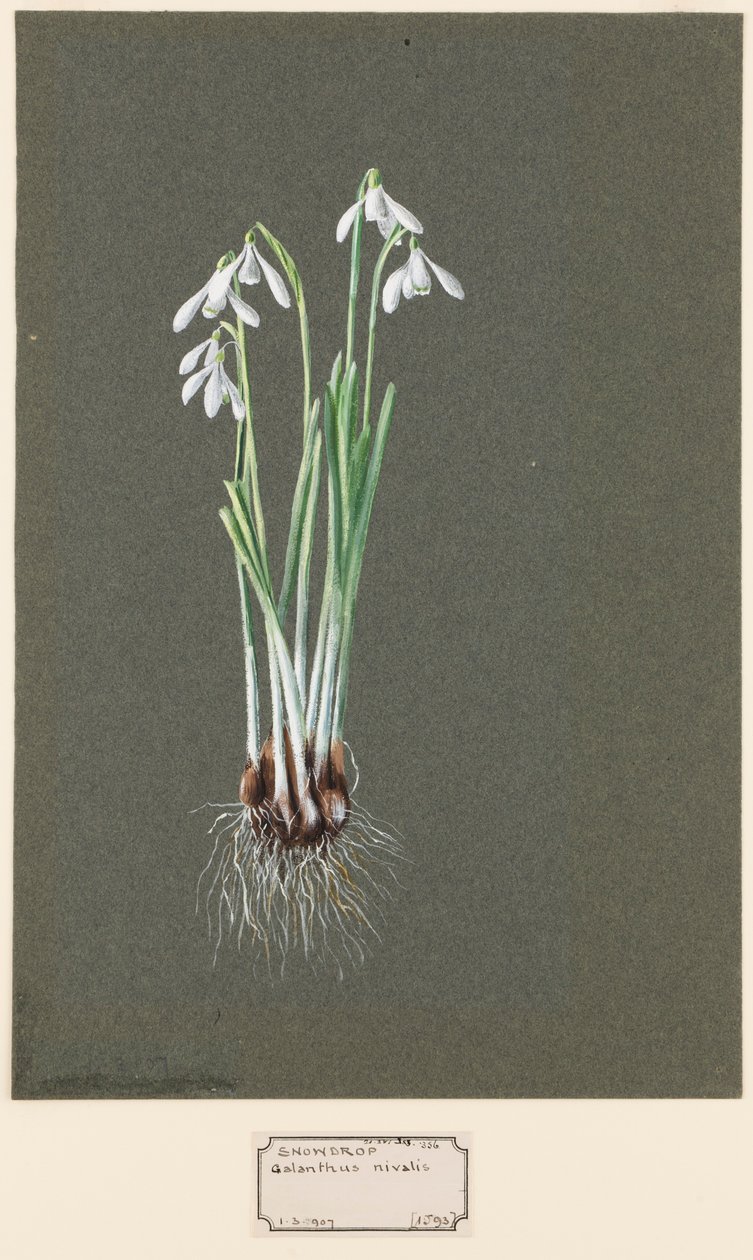 Galanthus nivalis L. Przebiśnieg, c1903-1915. autorstwa Harold Drinkwater