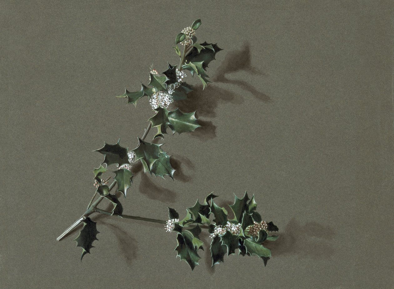 Ilex aquifolium L. Ostrokrzew pospolity, c1870-1920. autorstwa Harold Drinkwater