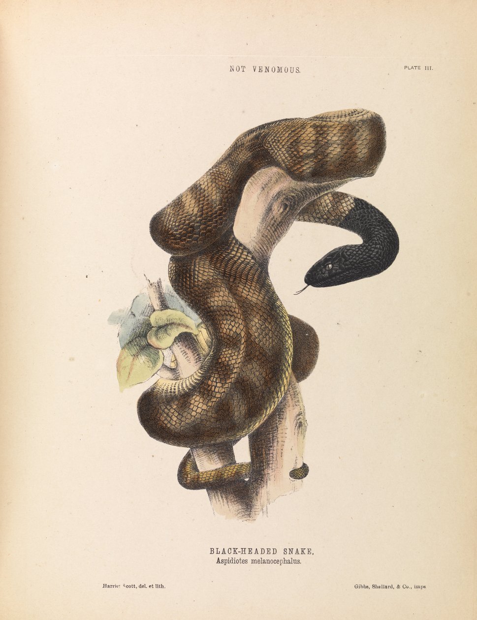 Wąż czarnogłowy, Aspidiotes melanocephalus autorstwa Harriet Scott