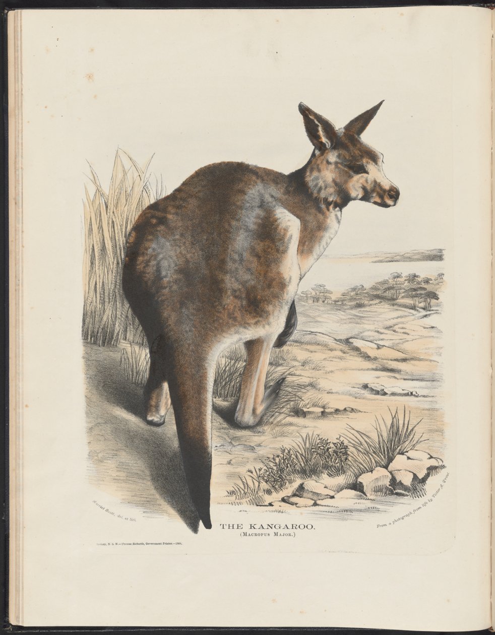 Ssaki Australii (Krefft) Nla.obj-33627803-11 Kangur autorstwa Harriet Morgan