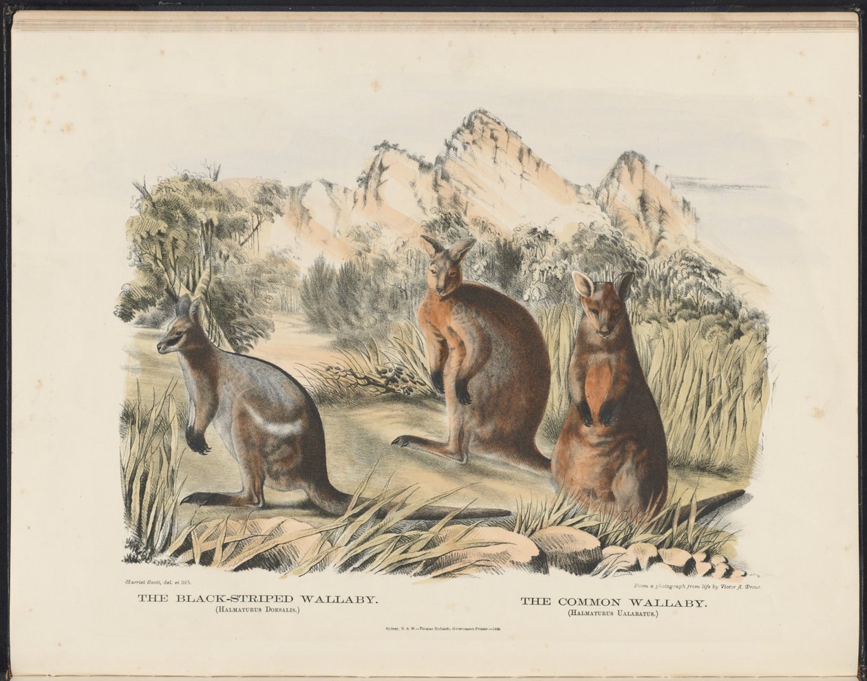Ssaki Australii (Krefft) Nla.obj-33627803-13 Walabia czarnopaska i Walabia pospolita autorstwa Harriet Morgan