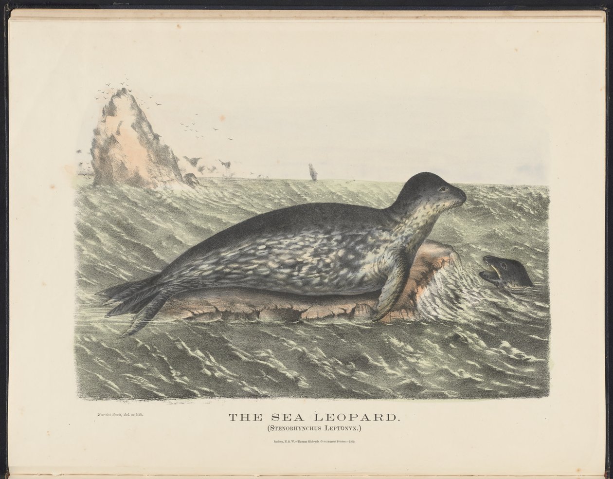 Ssaki Australii (Krefft) Nla.obj-33627803-5 Lampart morski autorstwa Harriet Morgan