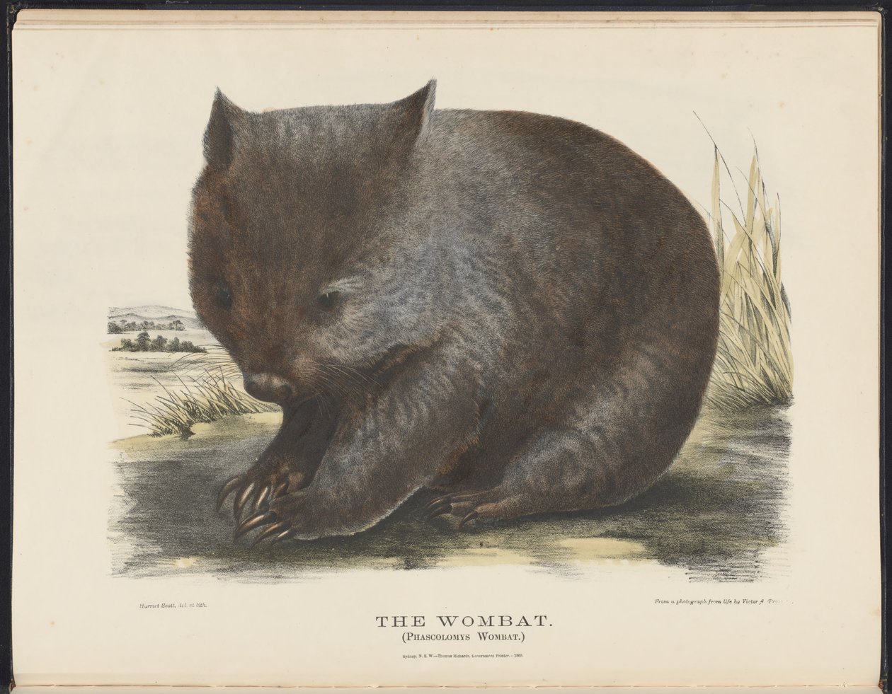 Ssaki Australii (Krefft) Nla.obj-33627803-6 Wombat autorstwa Harriet Morgan