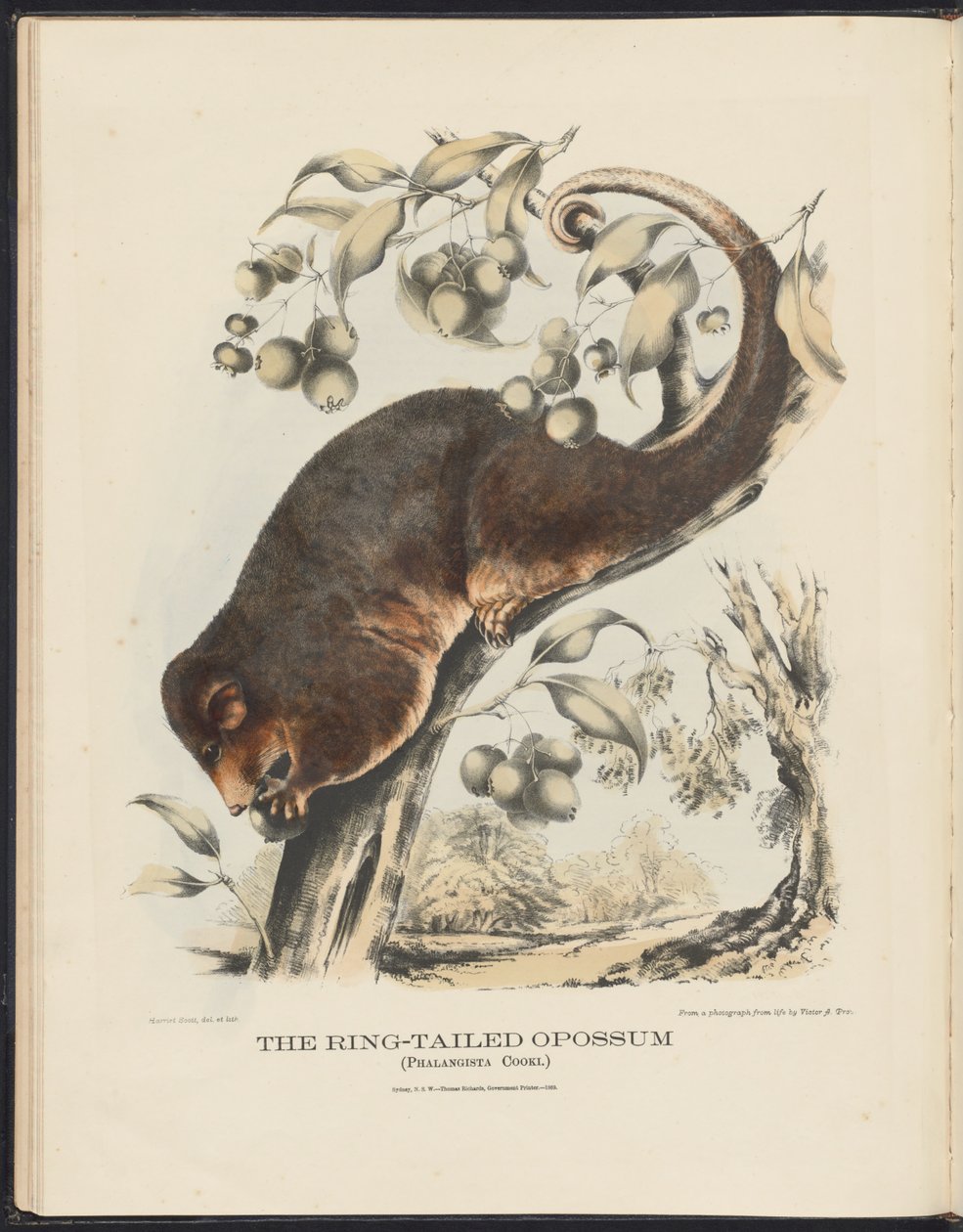 Ssaki Australii (Krefft) Nla.obj-33627803-8 Opos katta autorstwa Harriet Morgan