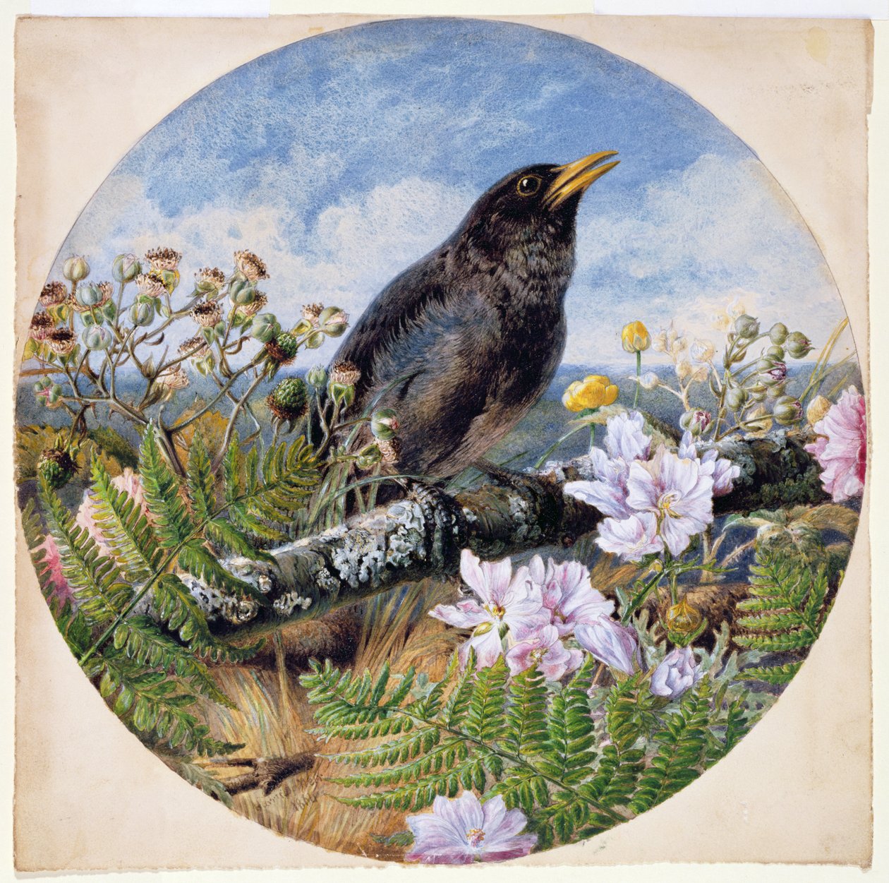 Blackbird, 1864 (wc, gwasz, guma arabska na papierze) autorstwa Harrison William Weir