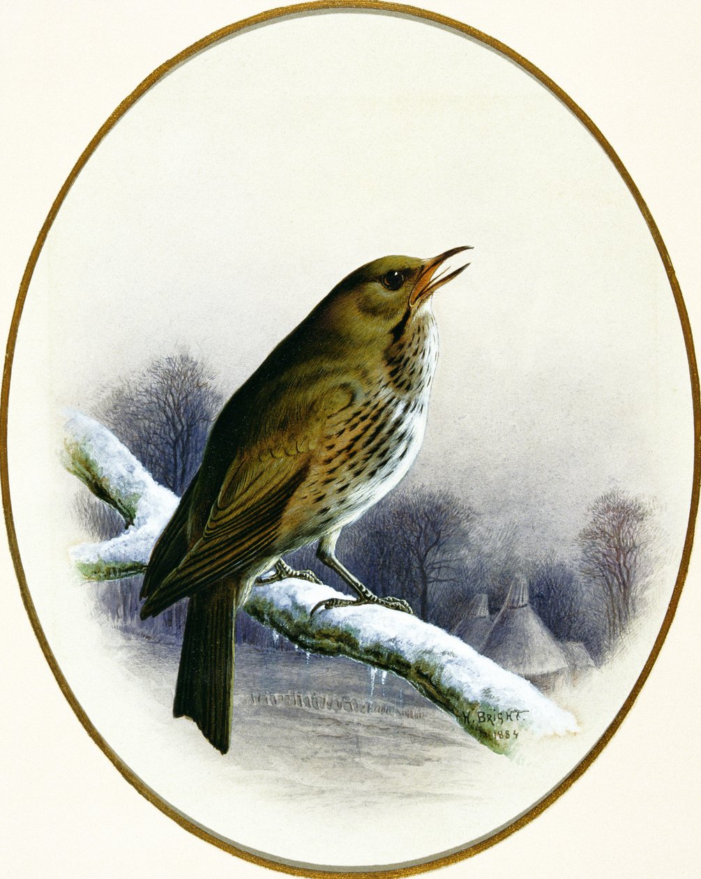 drozd śpiewak, 1884 autorstwa Harry Bright