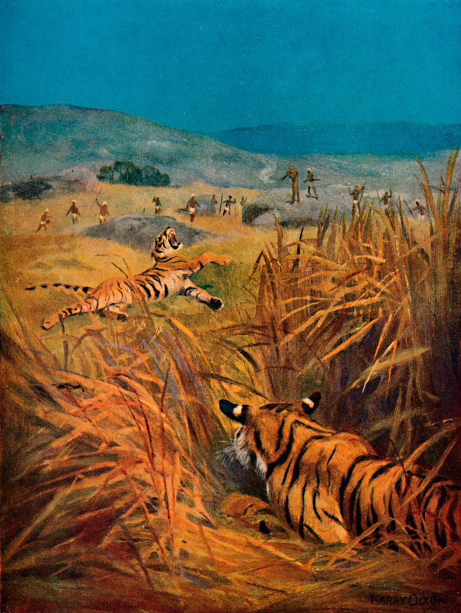 Tygrysy - Terror indyjskich wiosek, 1913 autorstwa Harry Dixon