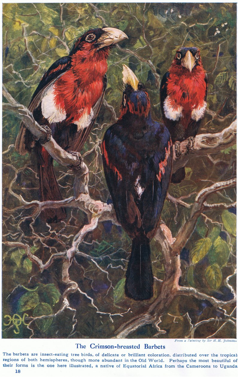 Crimson Crested Barbets, ilustracja z „Wonders of Land and Sea”, wydanej przez Cassell, Londyn, 1914 autorstwa Harry Hamilton Johnston