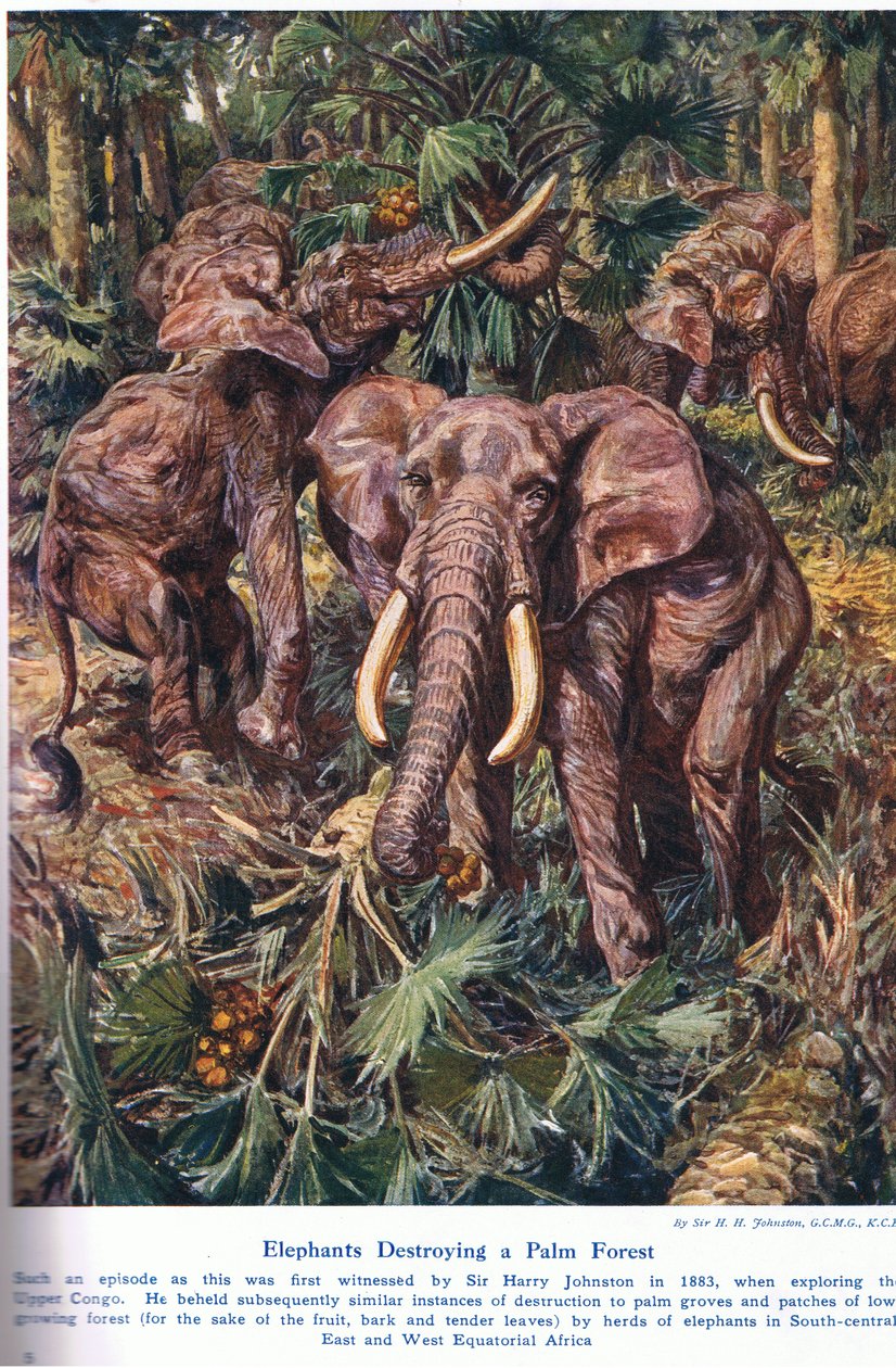 Słonie niszczące las palmowy, ilustracja z "Wonders of Land and Sea", opublikowana przez Cassell, Londyn, 1914 r. autorstwa Harry Hamilton Johnston
