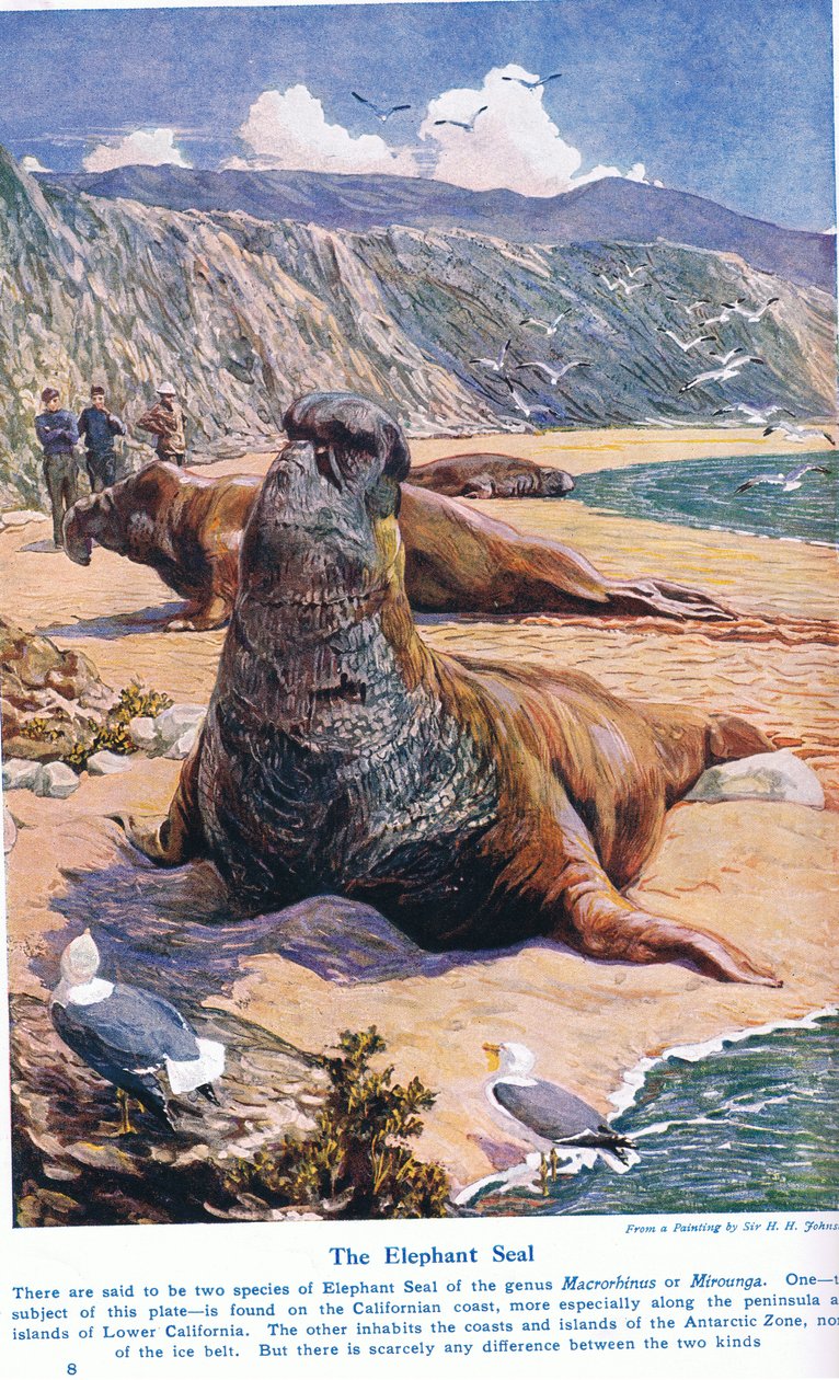 The Elephant Seal, ilustracja z „Wonders of Land and Sea”, wydanej przez Cassell, Londyn, 1914 autorstwa Harry Hamilton Johnston